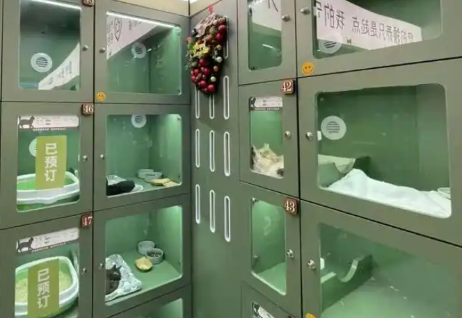“猫贷”，一场事先告知的宠物销售“阳谋”？
