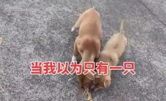 浙江一女子投喂流浪狗，不料狗妈叫来全家一起吃，自己站一旁守护