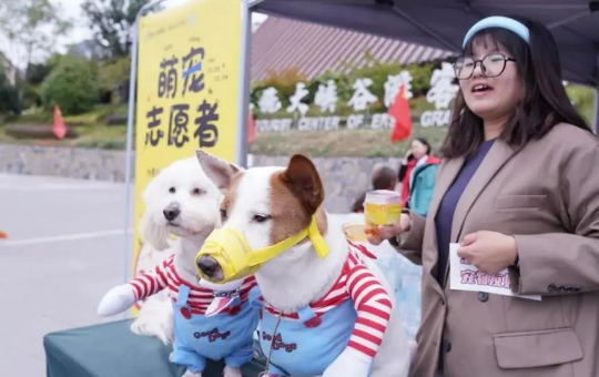 湖北这一景区，狗狗“志愿者”意外走红