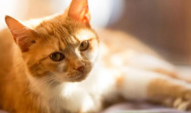 安心猫苗妙三多——为猫咪健康护航