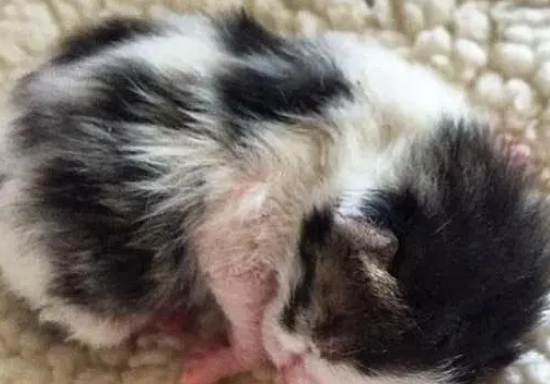 猫妈过马路突然早产，生下小猫就跑，女司机看不下去直接带回家