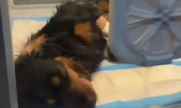 云南大理一烈性犬撕咬牵绳小狗，大狗主人拒道歉