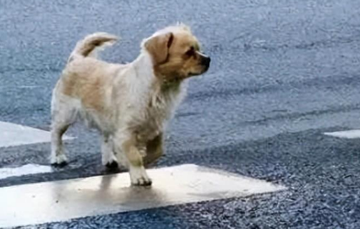 宠物犬横穿马路导致交通事故，责任谁担？