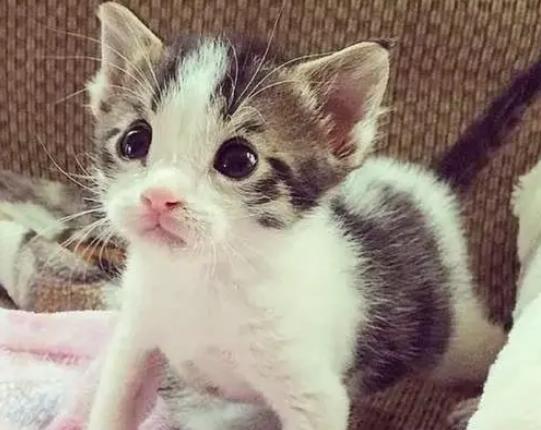 猫妈过马路突然早产，生下小猫就跑，女司机看不下去直接带回家