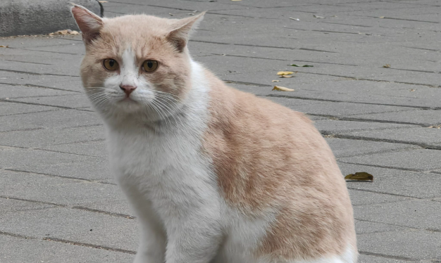 让流浪猫“打工”赚口粮的猫咖难以为继，店主发帖求助引网友