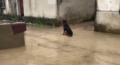 安徽爷爷出门，狗子坐路边等雨，雨天淋一身湿也不回