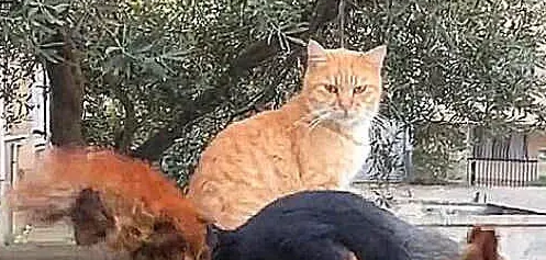 橘猫晒太阳时发现一只松鼠，二话不说准备攻击，下一秒悲剧了