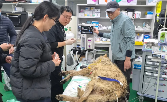 独狼出逃9天险酿大祸，韩国一动物园被指“与狼共夜”等娱乐开发加剧动物压力