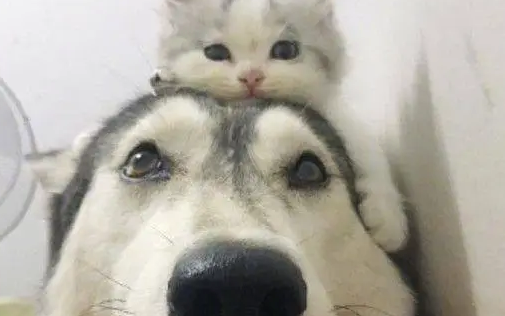 猫咪从小就喜欢在哈士奇的头上趴着，长大后也是，太暖心