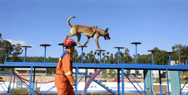搜救犬玩转“十八般武艺”，来看一场“犬”力以赴的比武竞赛！
