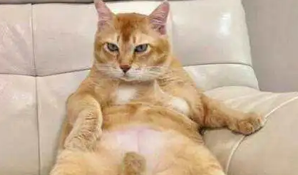 主人嫌弃橘猫太胖让它减肥，没想到橘猫大半夜这样做！ 