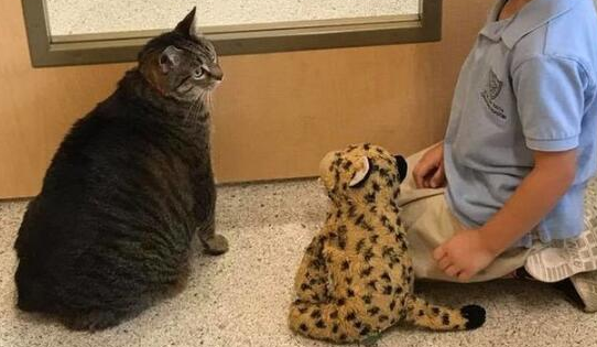 一只胖猫被主人弃养在收容所，整天闷闷不乐