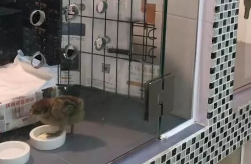 花费38一天非要寄养在宠物店，看了半天，这就是一个普通的鸡啊 
