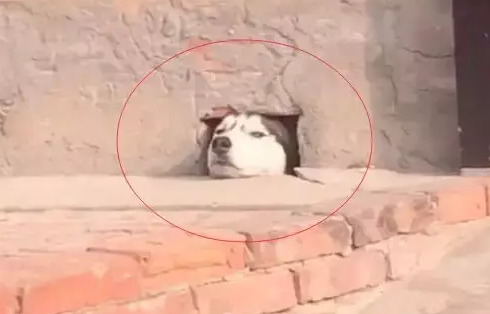 哈士奇在狗洞里探头探脑，二哈：世界很大，我好想去看看