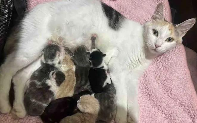 怀孕三花猫被送到收容所，一窝竟生了八个，猫妈妈太伟大了