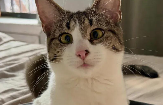 斗鸡眼流浪猫被救进家，门外有声音就低吼，放下防备太黏人