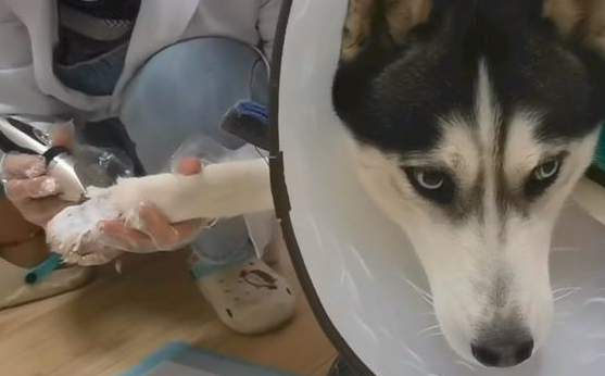 从8层楼摔下幸运捡回一条命的哈士奇，却因腿伤，被主人扔给老人