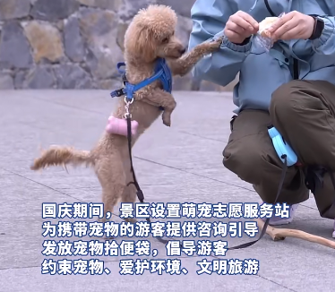 湖北这一景区，狗狗“志愿者”意外走红