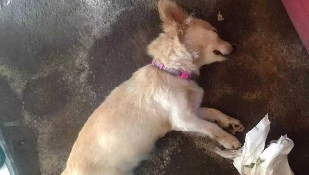 感动！为救主人与毒蛇拼了，忠犬露出胜利笑容后倒地亡 