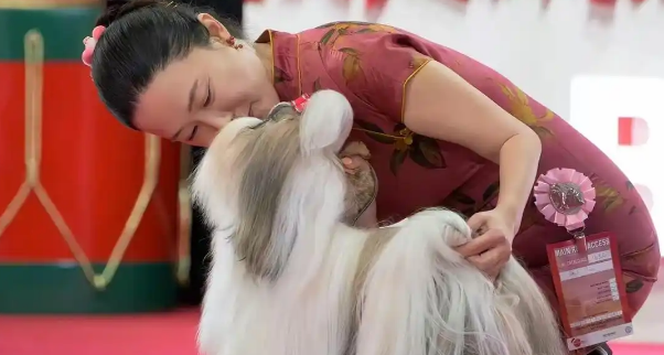 霍思燕带爱犬参加国际犬展成功夺冠！