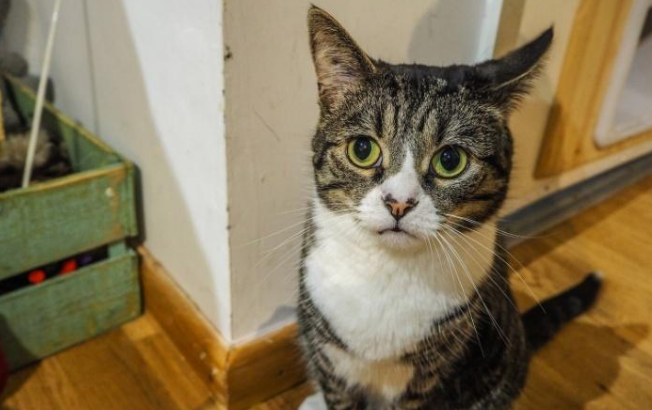 夫妇因“囤养159只猫”，被罚15万欧！
