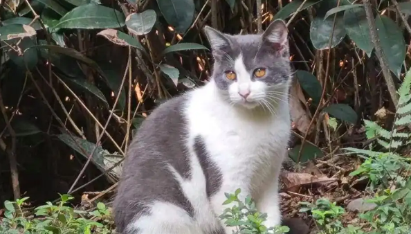 四川乐山一小区网捕流浪猫致幼猫死亡！