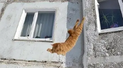 猫真的有九条命？专家把150只猫从高楼扔下，结果你猜怎么着？ 