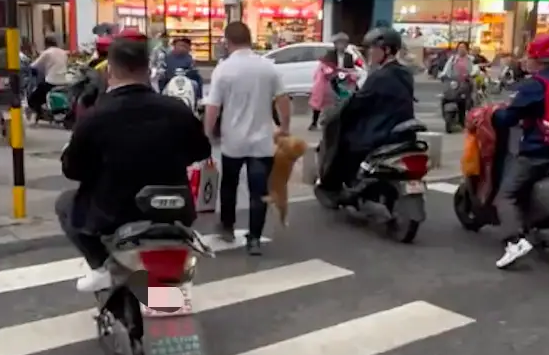 过马路的时候，大叔直接就提起狗狗走！
