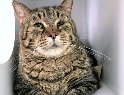 猫咪生活在收容所，因体型太大多次被拒养