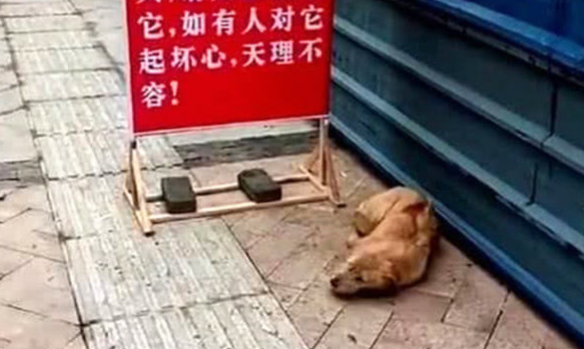 狗狗被丢弃在公园，却风雨无阻等待主人