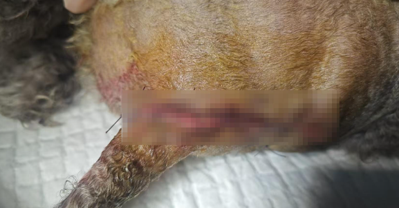 爱犬遭撕咬因治疗费闹上法庭，一审判被告赔2500元