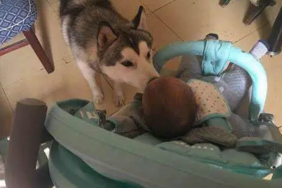 孩子遭保姆虐待，哈士奇为了保护孩子却被保姆打骨折！