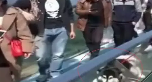 主人带哈士奇走玻璃桥，二哈直接被吓瘫，路人纷纷笑到肚子疼