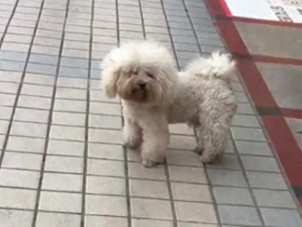 女生捡到流浪狗悉心照顾，5天后主人找上来，质疑是她偷走了狗！