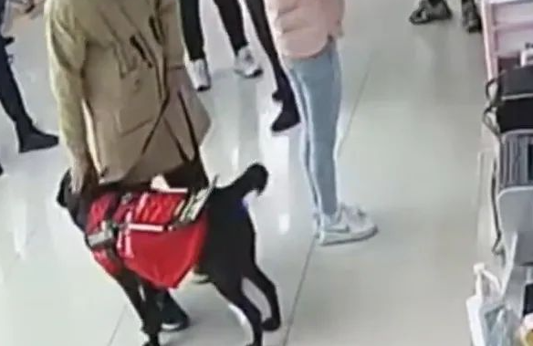 一○六号导盲犬的“葬礼”