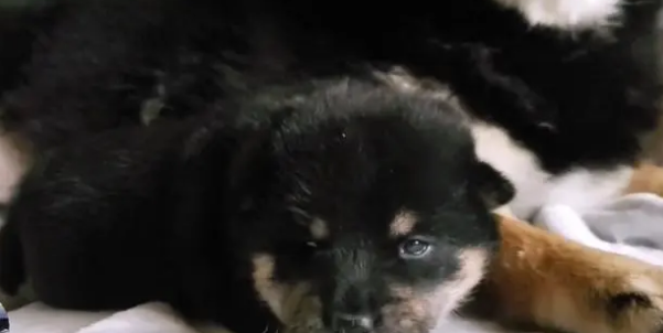 柴犬紧抱自己孩子，哀求主人放下它，就生了一只，别送走了