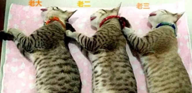 三只狸花猫同时绝育，这组表情真够无奈