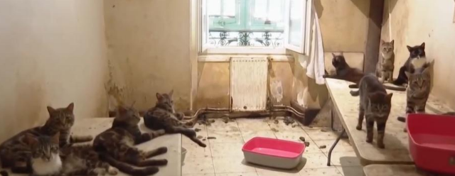 夫妇因“囤养159只猫”，被罚15万欧！