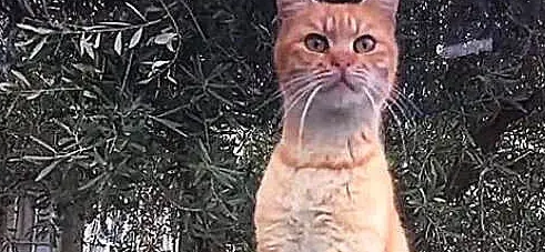 橘猫晒太阳时发现一只松鼠，二话不说准备攻击，下一秒悲剧了