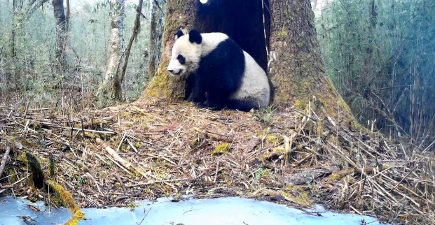 四川凉山美姑大风顶拍摄到大熊猫母子嬉戏珍贵画面