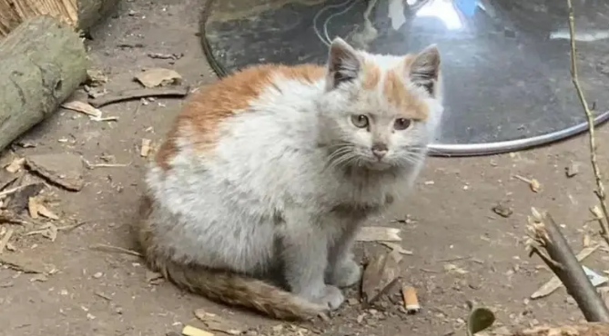 街边发现流浪猫，颜值超高超可爱，没想到收养的竟是收废品大哥