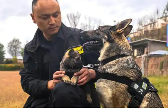 “上班死气沉沉”“到处尿尿”，4只警犬被通报