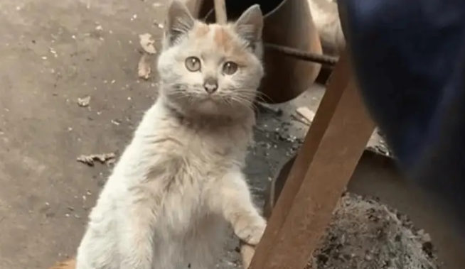 街边发现流浪猫，颜值超高超可爱，没想到收养的竟是收废品大哥
