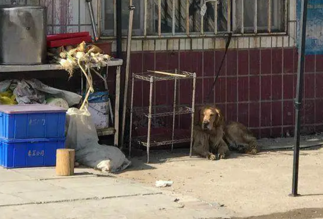 金毛被卖去狗肉馆，不停哀嚎地向人求救，800元买回家后带来惊喜