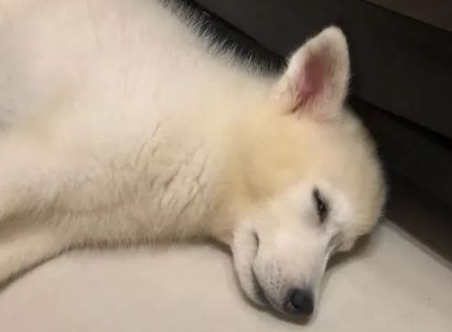 晒出自己的狗子，主人也忍不住笑了：这萨摩太纯了