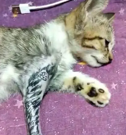 主人剃掉猫咪“手臂”上的毛，拿猫练习“刺青”，遭网友谴责