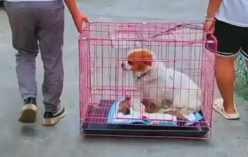只想保护幼犬，却被路人拿棍棒防备，连守护也成了奢望