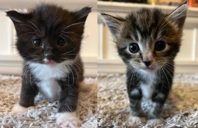 怀孕流浪猫早产痛失幼崽，紧急送医做B超，终迎三只小奶猫