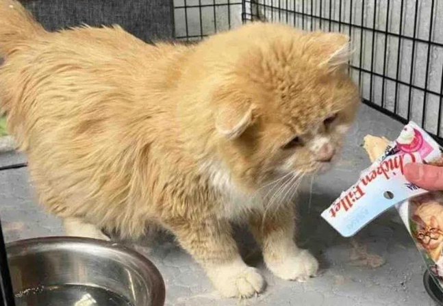 流浪老猫被救进家，吃完零食彻底黏上人