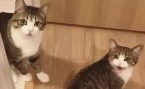 铲屎官说他家有两只很像的猫，大家都不信，直到看了猫的照片